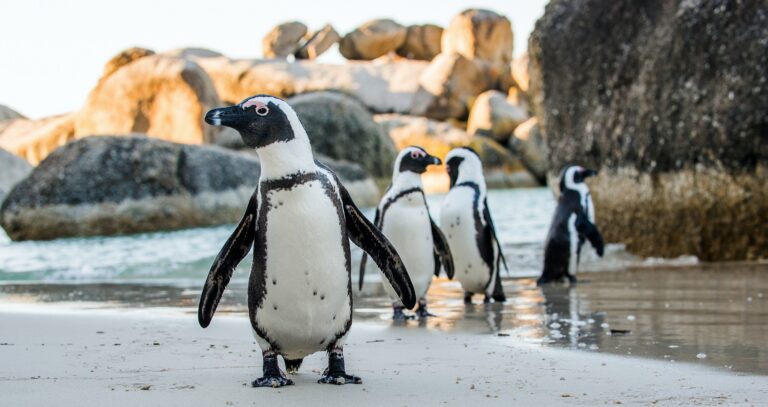 Cape Town Food Tours