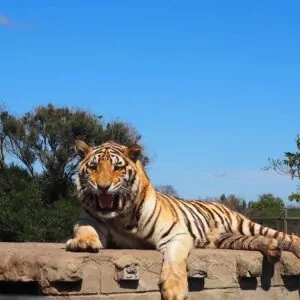 Cape Town Tours