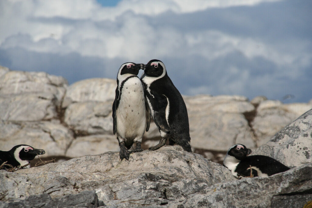 Cape Town Tours