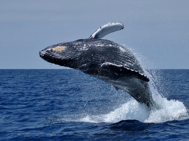Cape Town Tours